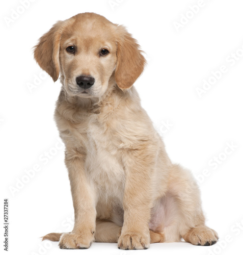 Fototapeta Naklejka Na Ścianę i Meble -  Golden Retriever puppy, 2 months old, sitting