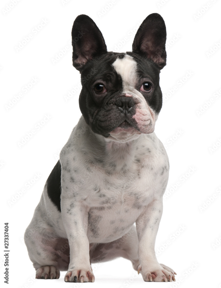 French bulldog, 1 year old, sitting in front of white background
