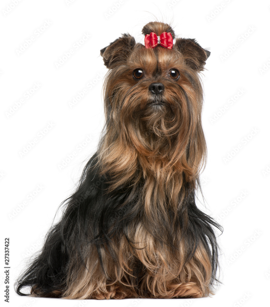 Yorkshire Terrier wearing red bow, 9 years old, sitting