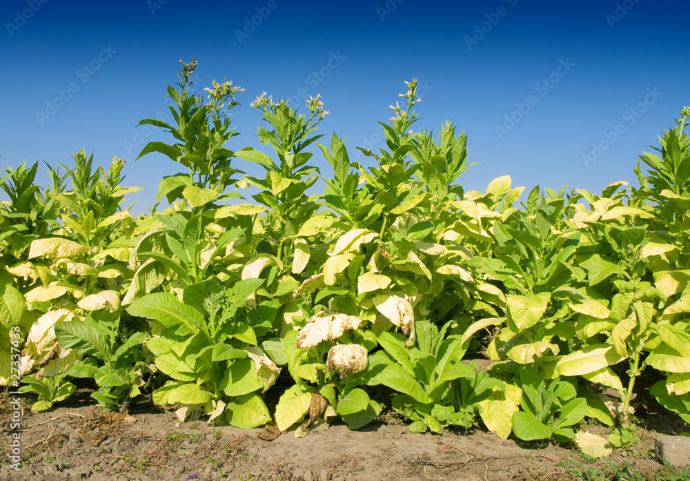 tobacco plantation