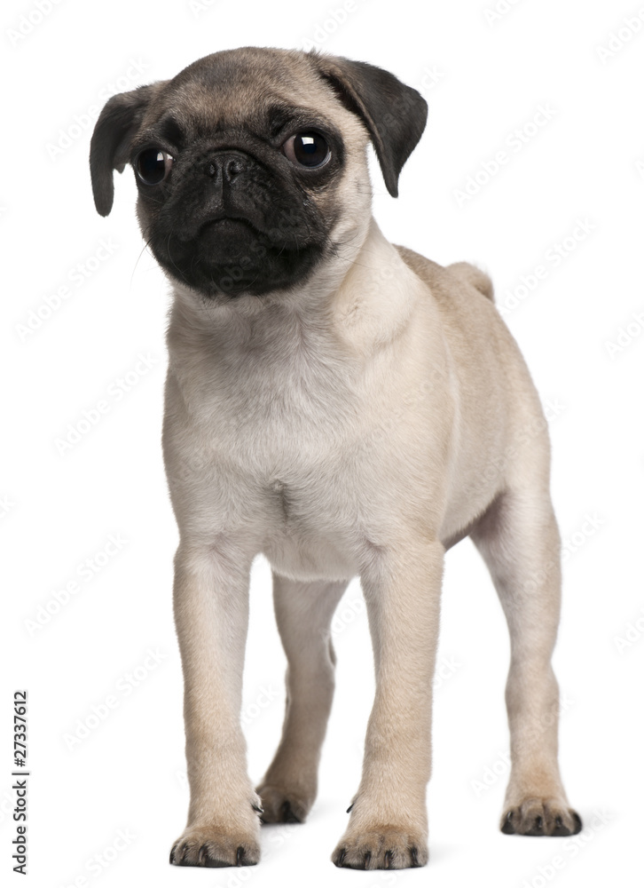 Pug puppy, 3 months old, standing in front of white background