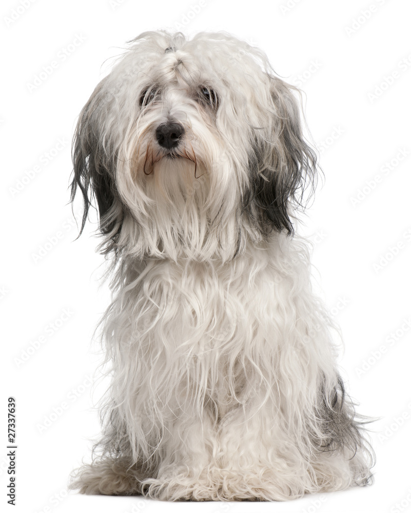 Cross-breed dog, sitting in front of white background