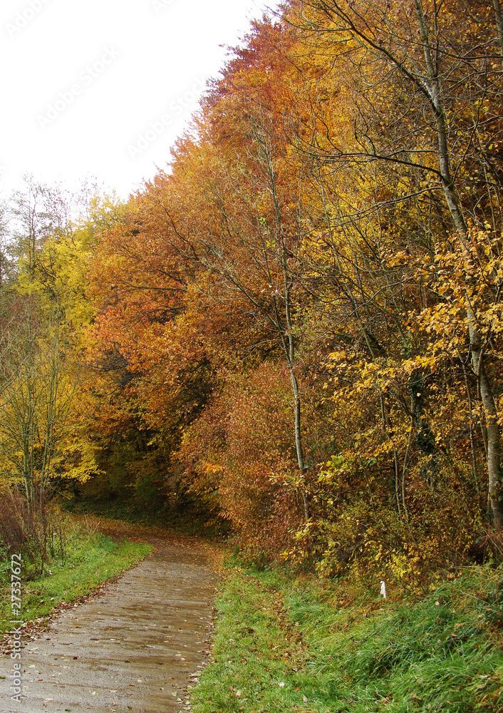 rainy autumn path into the forest