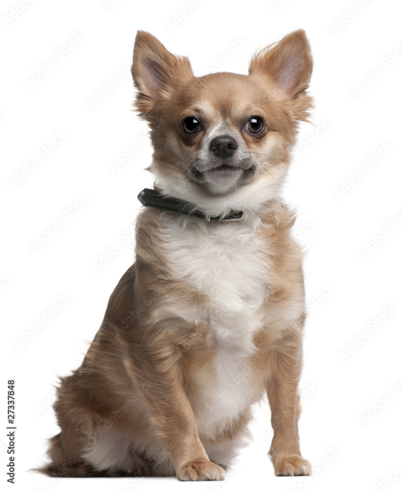 Chihuahua, 2 years old, sitting in front of white background