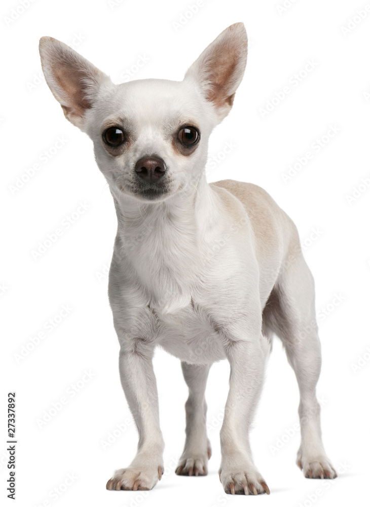 Chihuahua, 15 months old, standing in front of white background