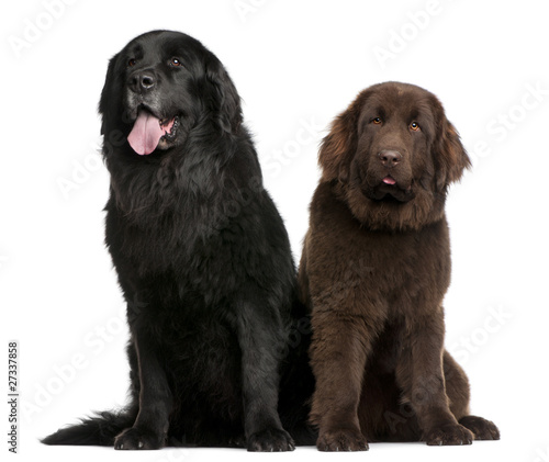 Newfoundland dogs, 7 and 10 years old, sitting