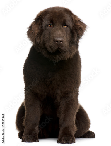 Fototapeta Naklejka Na Ścianę i Meble -  Brown Newfoundland puppy, 10 months old, sitting
