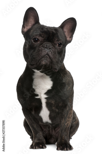 French Bulldog, 18 months old, sitting © Eric Isselée