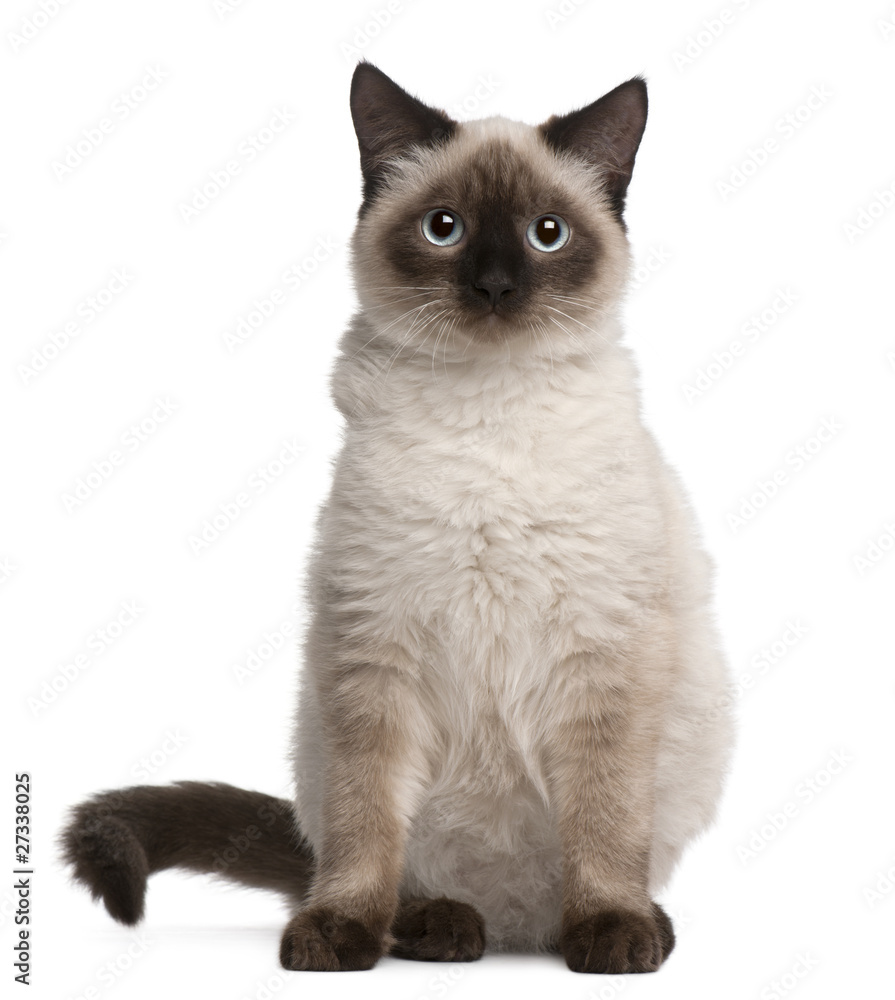 Birman cat, 5 months old, sitting in front of white background
