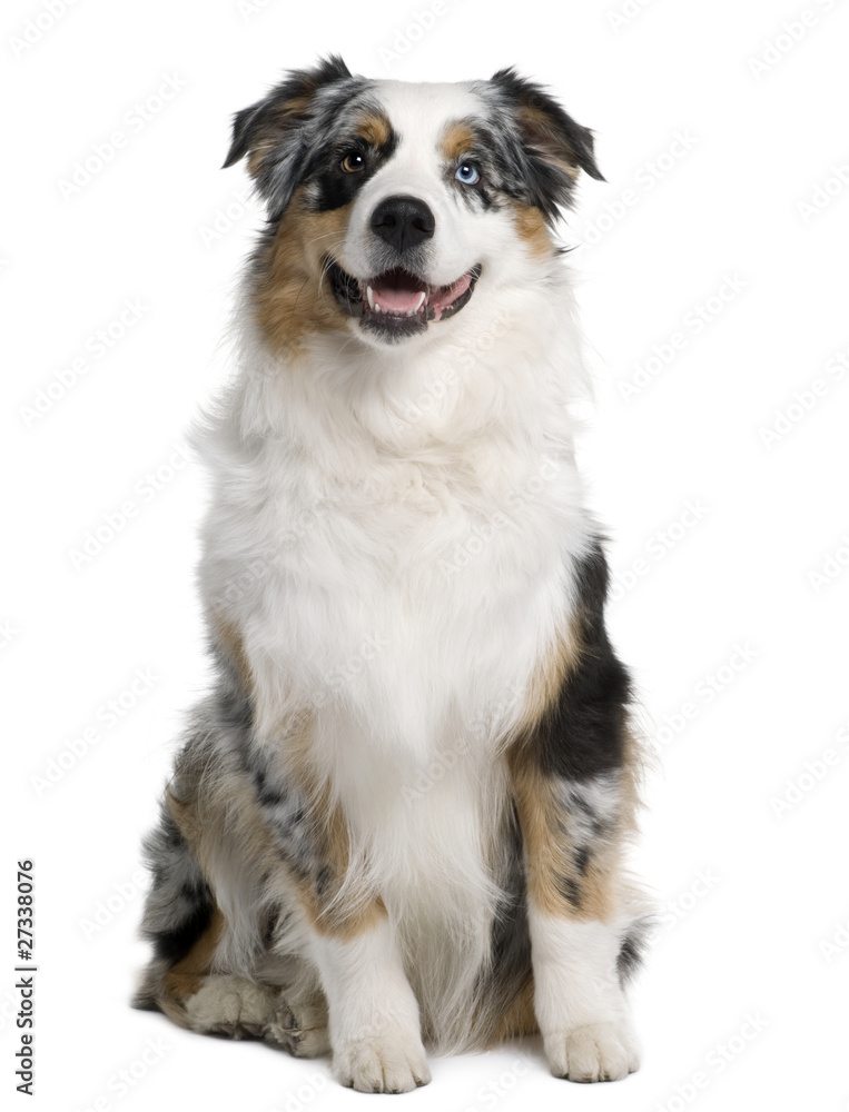 Australian Shepherd dog, 9 months old, sitting