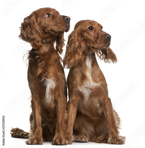 American Cocker Spaniels, 2 years old and 9 months old, sitting