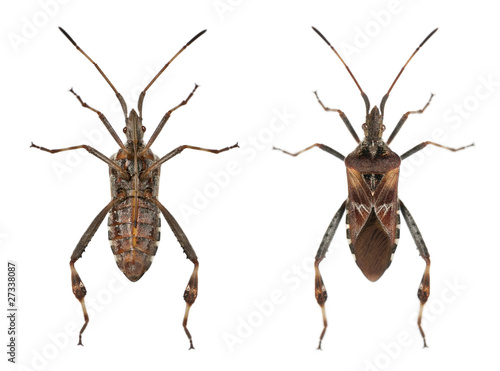 Western conifer seed bugs, Leptoglossus occidentalis