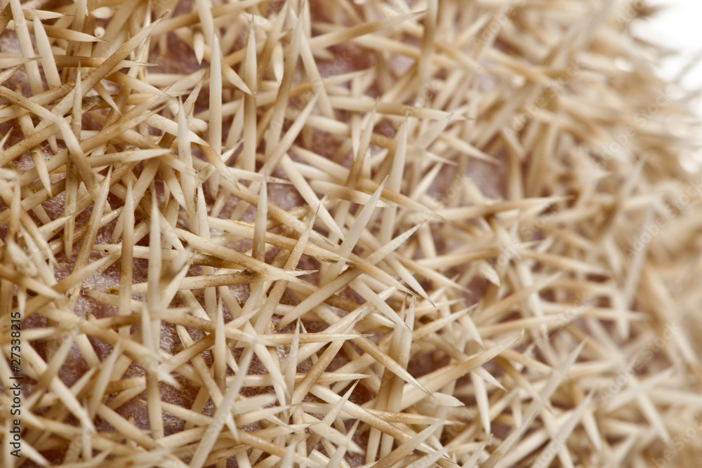 Close-up of Four-toed Hedgehog, Atelerix albiventris