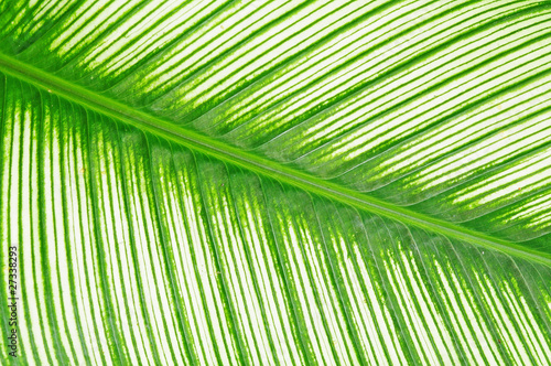 Closeup Of A Leaf Showing The Vein