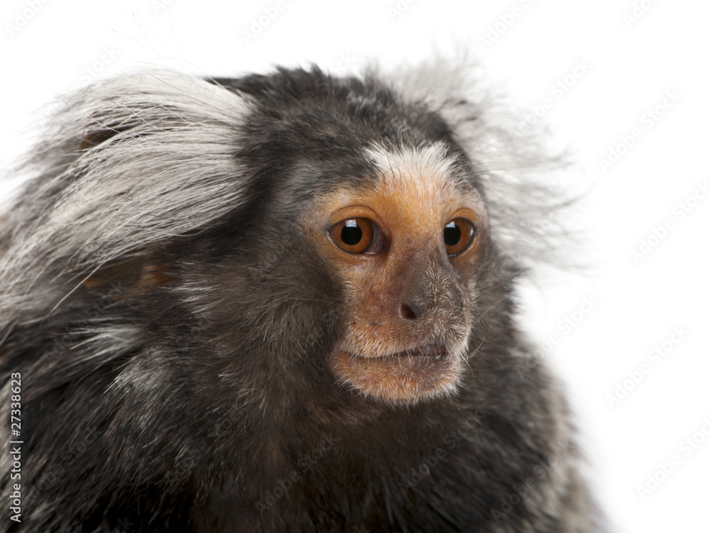 Common Marmoset, Callithrix jacchus, 2 years old Common Marmoset, Callithrix jacchus, 2 years old