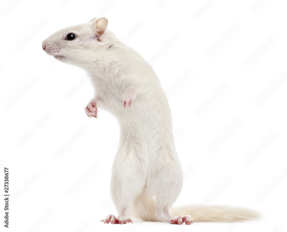 Eastern Chipmunk, Tamias striatus, 2 years old, standing Eastern Chipmunk, Tamias striatus, 2 years old, standing