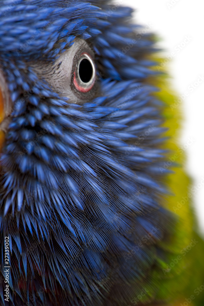 Fototapeta premium Close-up of Rainbow Lorikeet, Trichoglossus haematodus