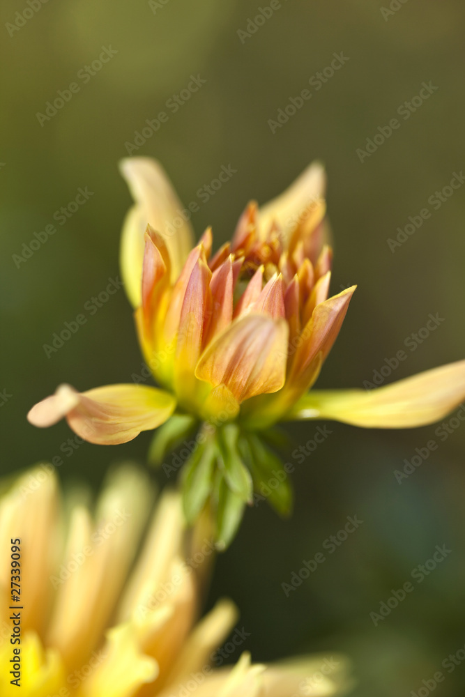 Dahlia fleur plante jardin jardinage printemps parc vert Dahlia fleur plante jardin jardinage printemps parc vert