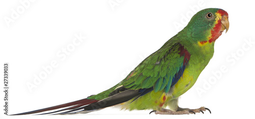 Swift Parrot, Lathamus discolor, 2 years old, standing