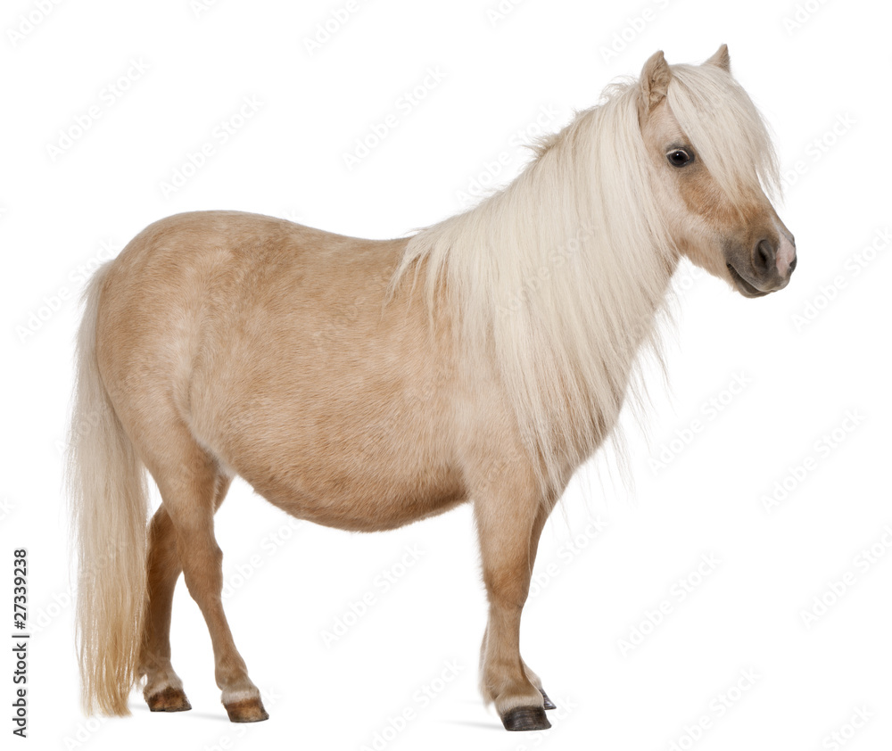Fotografie, Obraz Palomino Shetland pony, Equus caballus, 3 years old, standing