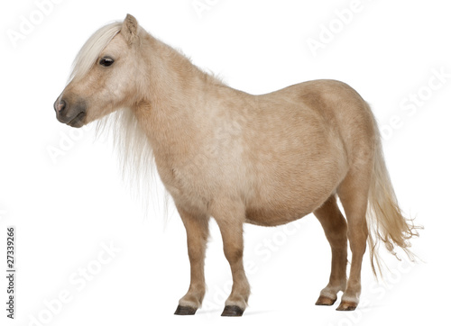 Palomino Shetland pony  Equus caballus  3 years old  standing