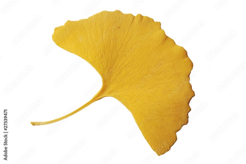 Naklejka premium Feuille de ginkgo