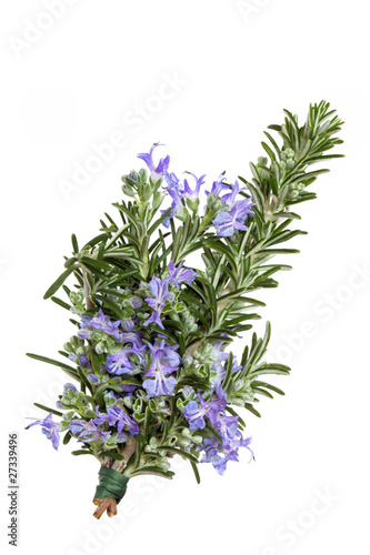 Rosemary Herb Flower