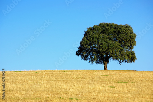 Oak tree at alentejo field.