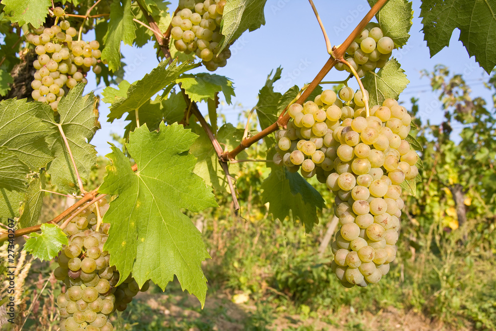 bunch of ripe grapes on grapevine right before harvest bunch of ripe grapes on grapevine right before harvest