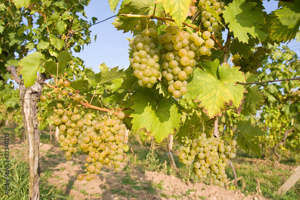 bunch of ripe grapes on grapevine right before harvest
