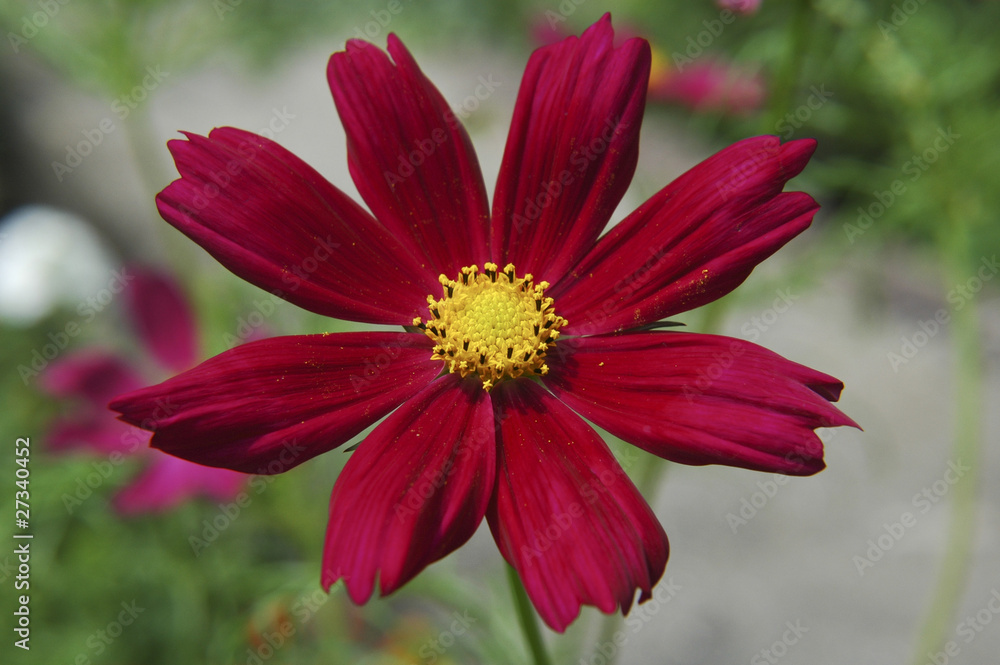 Robinsons Rot - Rote Margerite Robinsons Rot - Rote Margerite