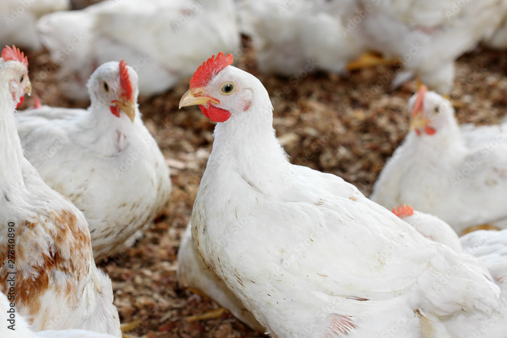 Fototapeta premium élevage de poules blanches