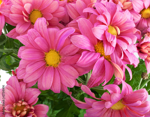 Chrysanthemum