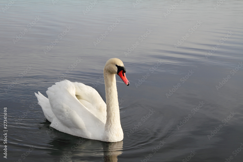 Naklejka premium Swan.