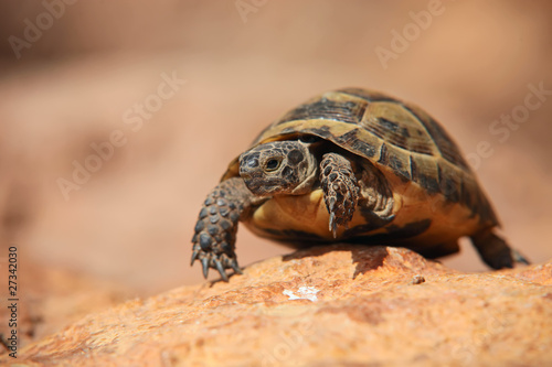 Crawling tortoise on the blurred background