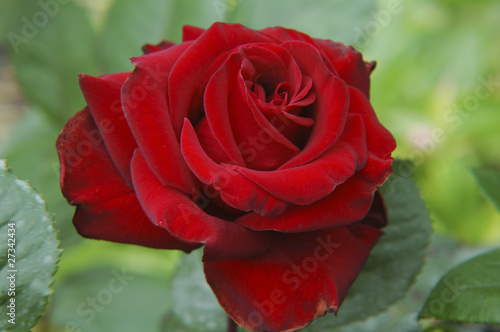 Rote Rose