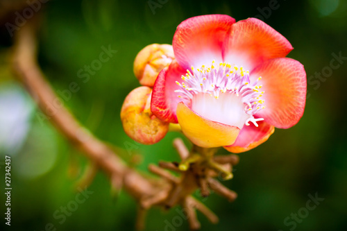 Canonball tree flower