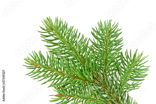 fir branche Christmas decoration on white background