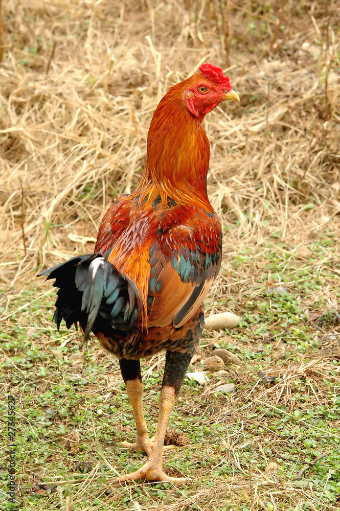 Fototapeta premium native domestic thai cock