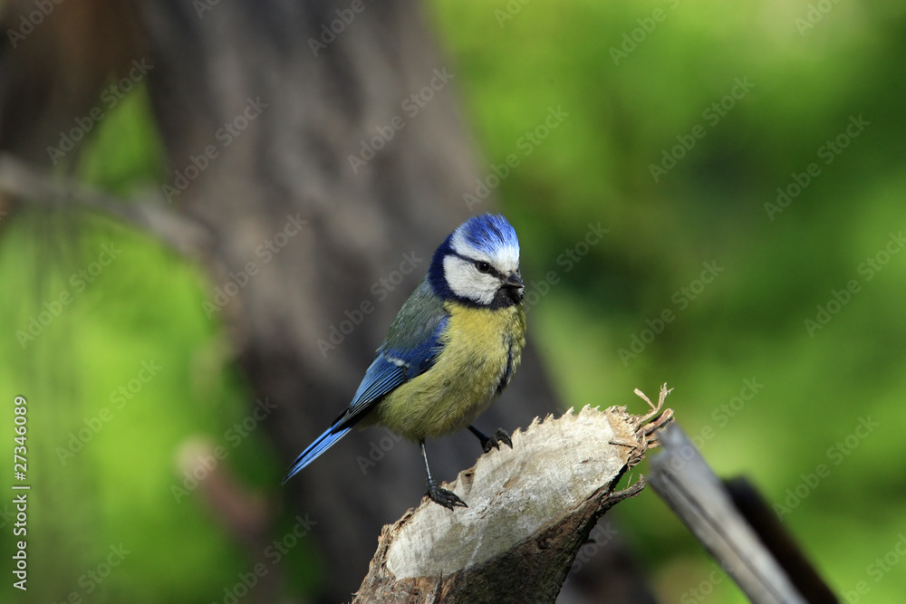Blue tit sitting on old stump Blue tit sitting on old stump