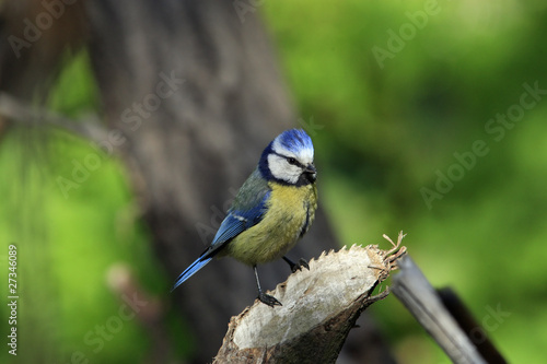 Blue tit sitting on old stump © prentiss40