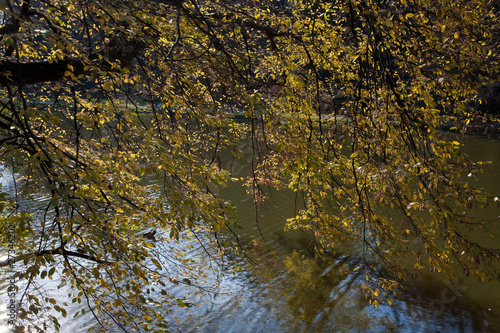 Fototapeta Naklejka Na Ścianę i Meble -  beautiful autumn landscape with colorful trees and a pond