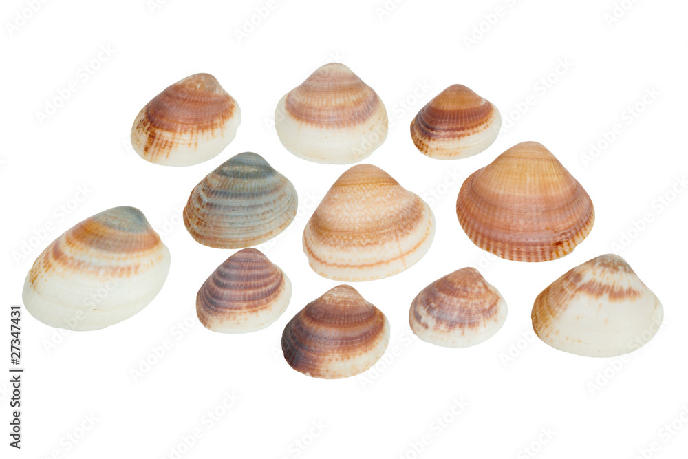 Shellfishes Shellfishes