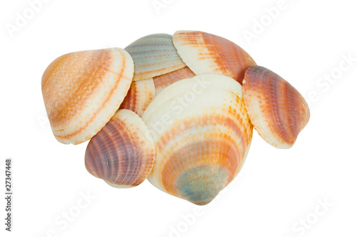 Shellfishes