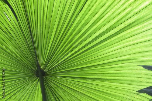 tropical leaf detail green texture background