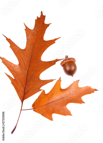 dry oak leaf