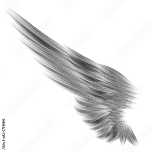 The isolated wing on white background