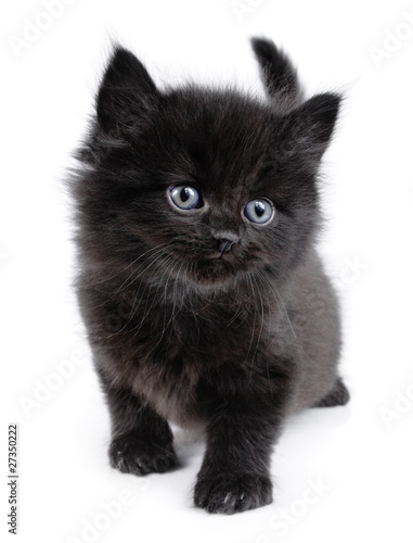 Black little kitten walking, white background