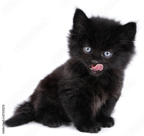 Black little kitten sitting down, licking, white background