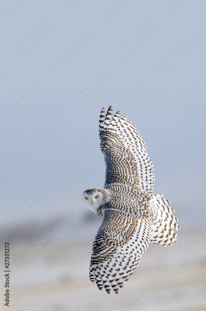 Naklejka premium Winter White Snowy Owl in flight